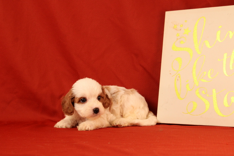 puppy, for, sale, Cavapoo, Matthew B. Stoltzfus, dog, breeder, Gap, PA, dog-breeder, puppy-for-sale, forsale, nearby, find, puppyfind, locator, puppylocator, aca